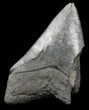 Partial Megalodon Tooth - Georgia #45082-1